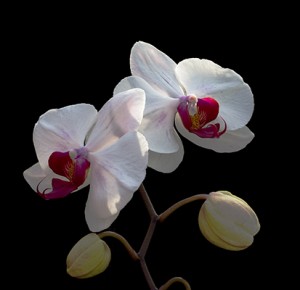 Phalaenopsis - Bianca