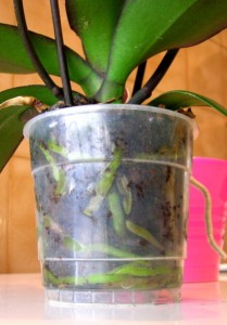 Phalaenopsis - Radici
