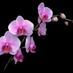 orchidea Rosa