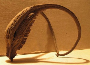 Proboscidea Louisianica - il baccello maturo