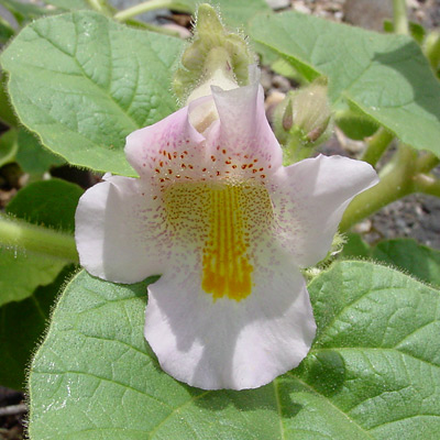 Proboscidea Louisianica - particolare fiore