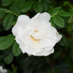 Rosa rugosa “Blanc Double de Coubert”