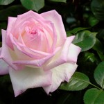 Rosa il fiore di Maggio