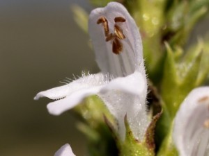 Satureja montana - particolare fiore