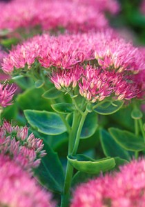 Sedum Spectabile