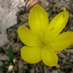 Sternbergia Lutea - particolare fiore