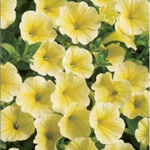 Surfinia Patio Yellow