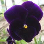 Viola x Wittrockiana
