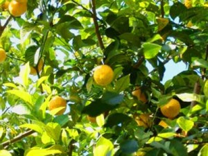 Albero di limoni con il giallo sgargiante dei suoi frutti