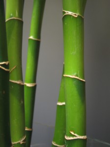 Canne di bamboo