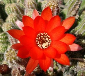 fiore cactus