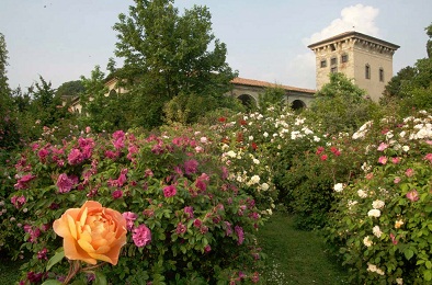 giardino rose