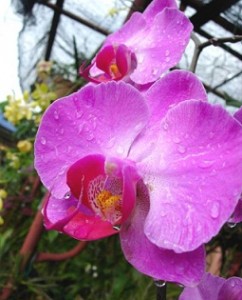 l orchidea