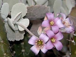 Piante a fioritura invernale: KALANCHOE PUMILA