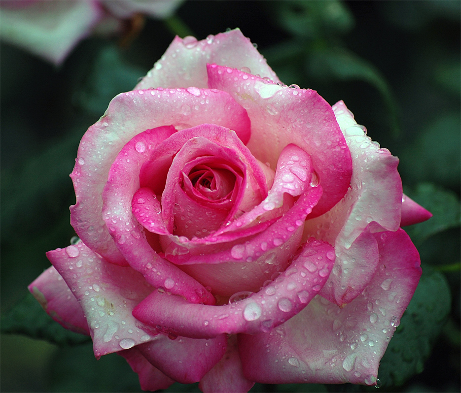 Coltivazione delle rose rampicanti - Giardinaggio Piante e Fiori