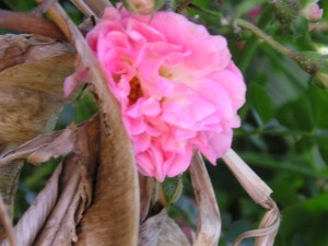 potatura rose