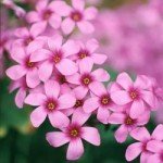 Acetosella rosa