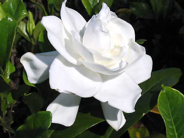 Acidofile - Gardenia