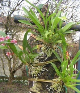 Albero di Tillandsia