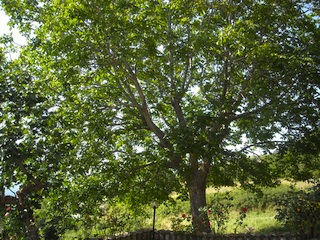 Albero di noce