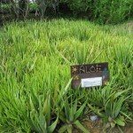 Aloe Vera come coltivare