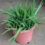 Aloe Vera  benefici