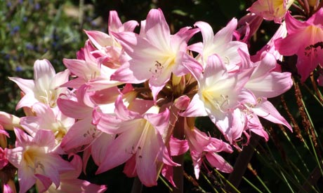 Amaryllis Belladonna