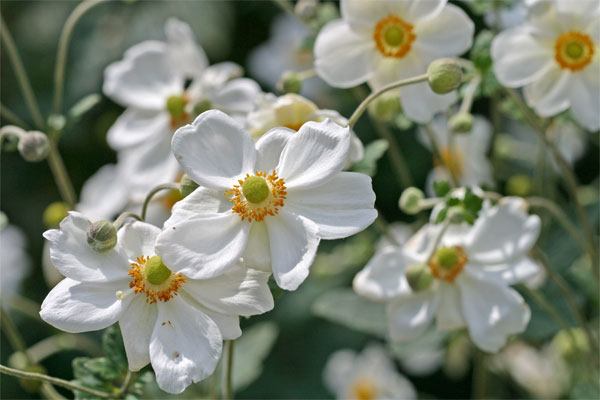 Anemone Honorine Jobert