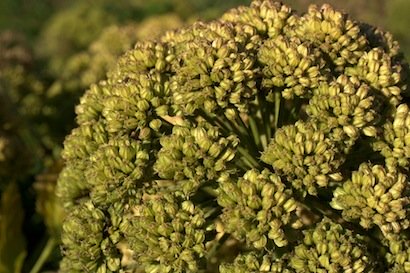 Angelica - ombrellifera