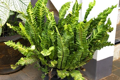 Asplenium nidus