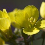 Brassica Nigra