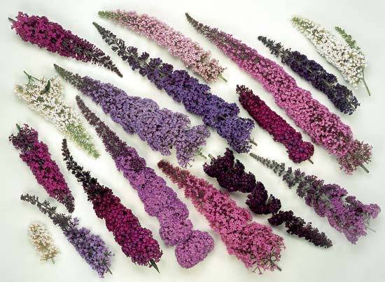 Buddleja