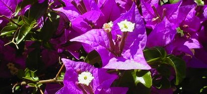 Buganvillea