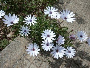 asteracee asteracee
