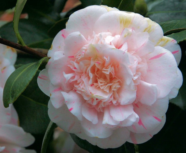Camelia Japonica