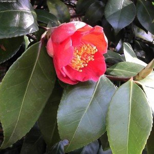 Camelia Japonica