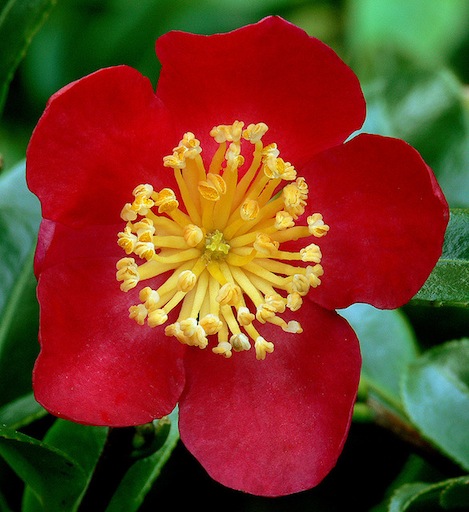 Camelia Sasangua