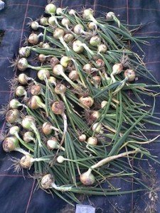 Cipolle appena colte