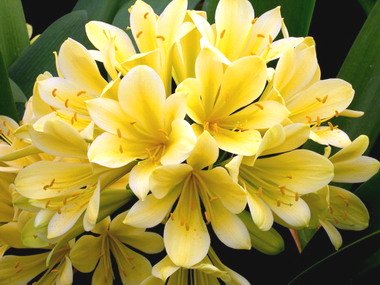 Clivia Good Hope