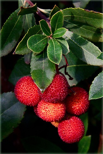 Corbezzolo - frutti