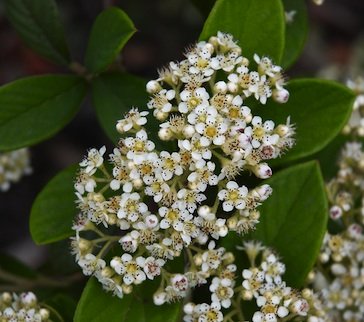Cotoneaster lacteus