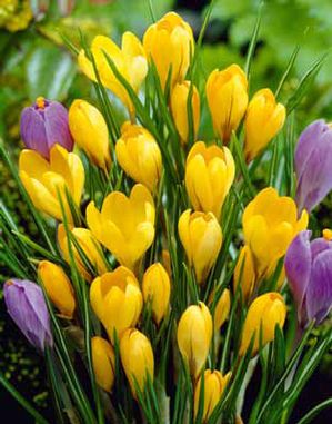 Crocus Yellow Mammoth