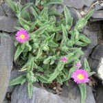 Delosperma cooperi