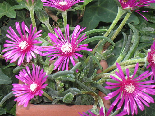 Delosperma in vaso