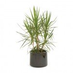 Dracaena Marginata
