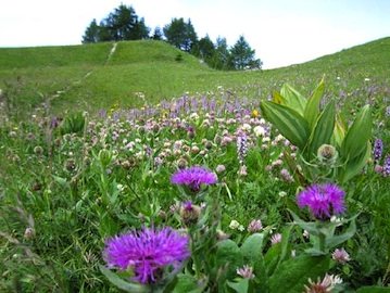 Erbe di campo