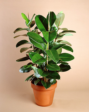 Ficus