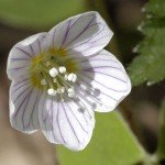 Fiore di Acetosella