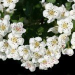 Fiori di Biancospino