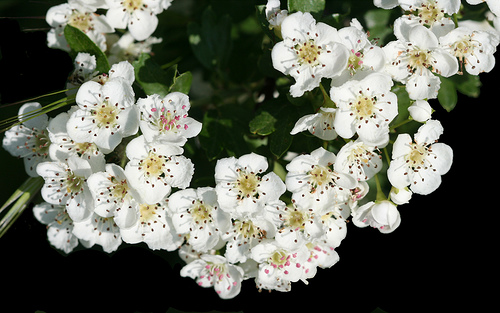 Fiore di Biancospino